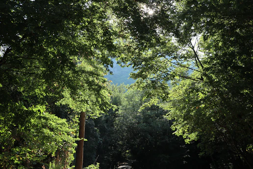 A serene green forest with sunlight filtering through leaves, symbolizing natural detox.