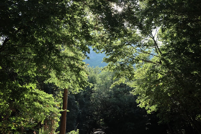 A lush green forest with sunlight filtering through tall trees, symbolizing ecosystem regeneration.