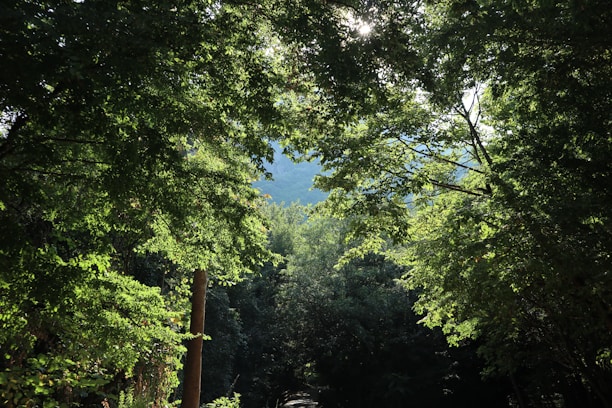 A serene green forest with sunlight filtering through the leaves, symbolizing environmental care.