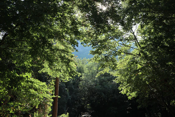 A serene forest clearing with sunlight filtering through tall trees, symbolizing hope and reconnection with nature.