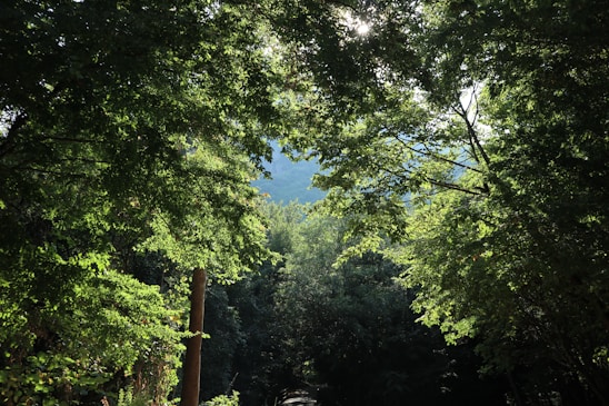 A lush green forest with sunlight filtering through the trees, symbolizing positive environmental impact.