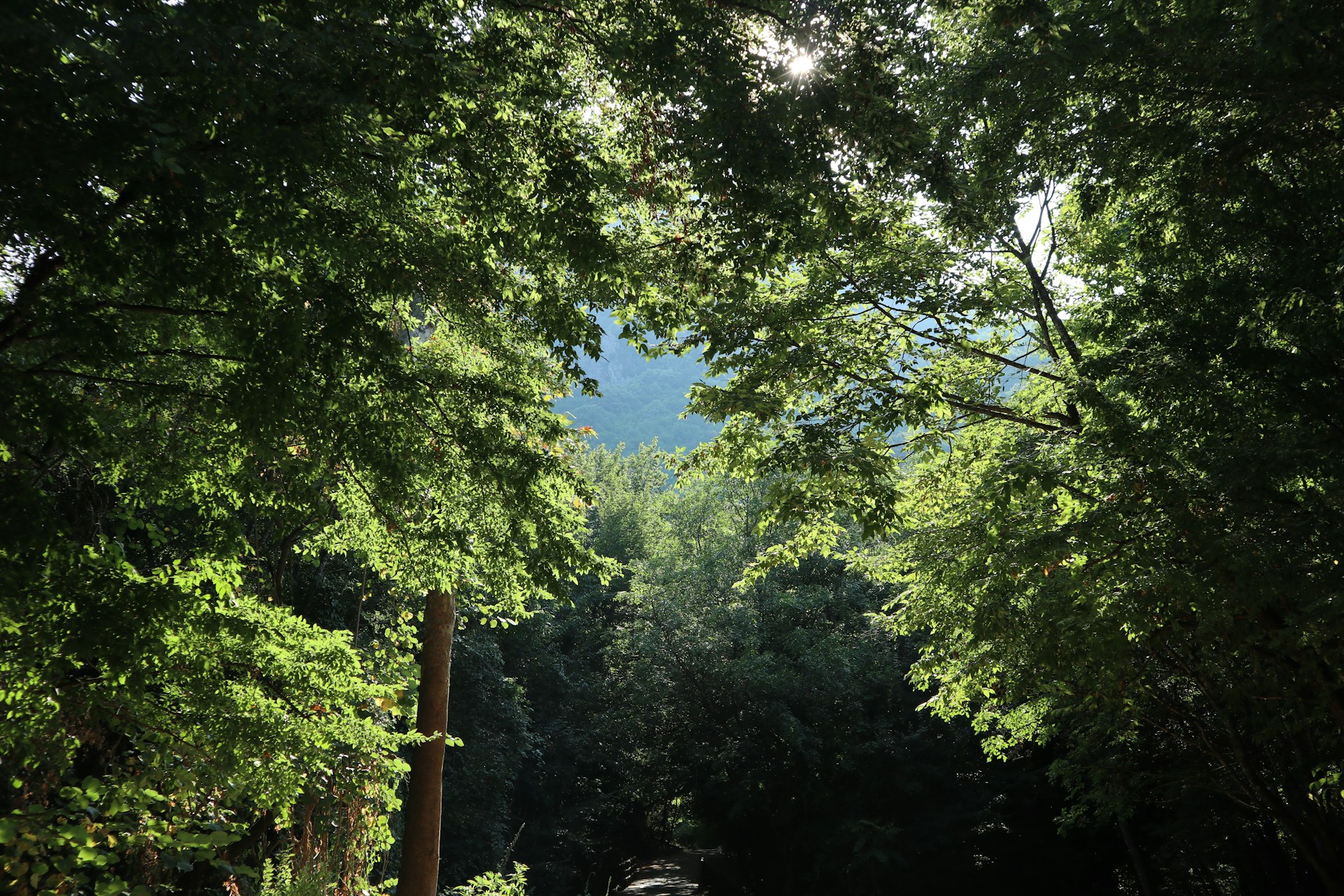 A lush green forest with sunlight filtering through the leaves, creating a serene atmosphere.
