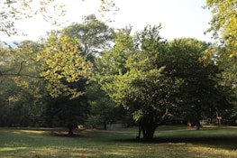 A peaceful outdoor space with lush greenery, perfect for relaxation and wellness.