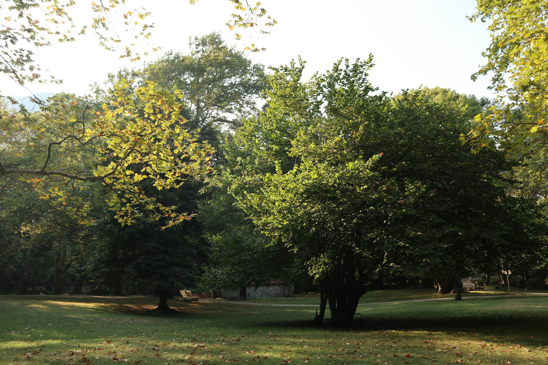 woman wearing yellow long-sleeved dress under white clouds and blue sky during daytime