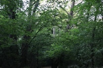 A dense forest scene with tall trees and lush, green foliage. Sunlight filters through the leaves, creating a dappled pattern of light and shadow on the forest floor. The environment appears tranquil and untouched, with a canopy of leaves overhead.