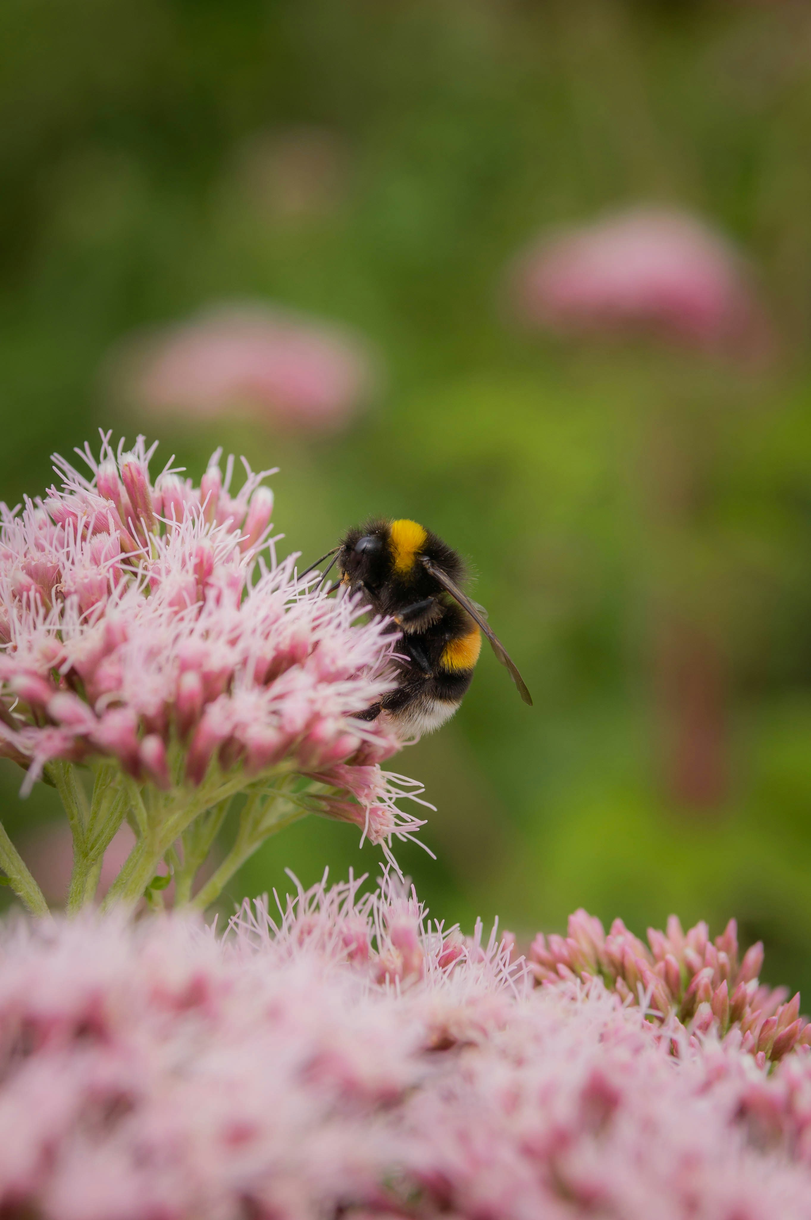 a yellow and black bee sitting on top of a pink flower