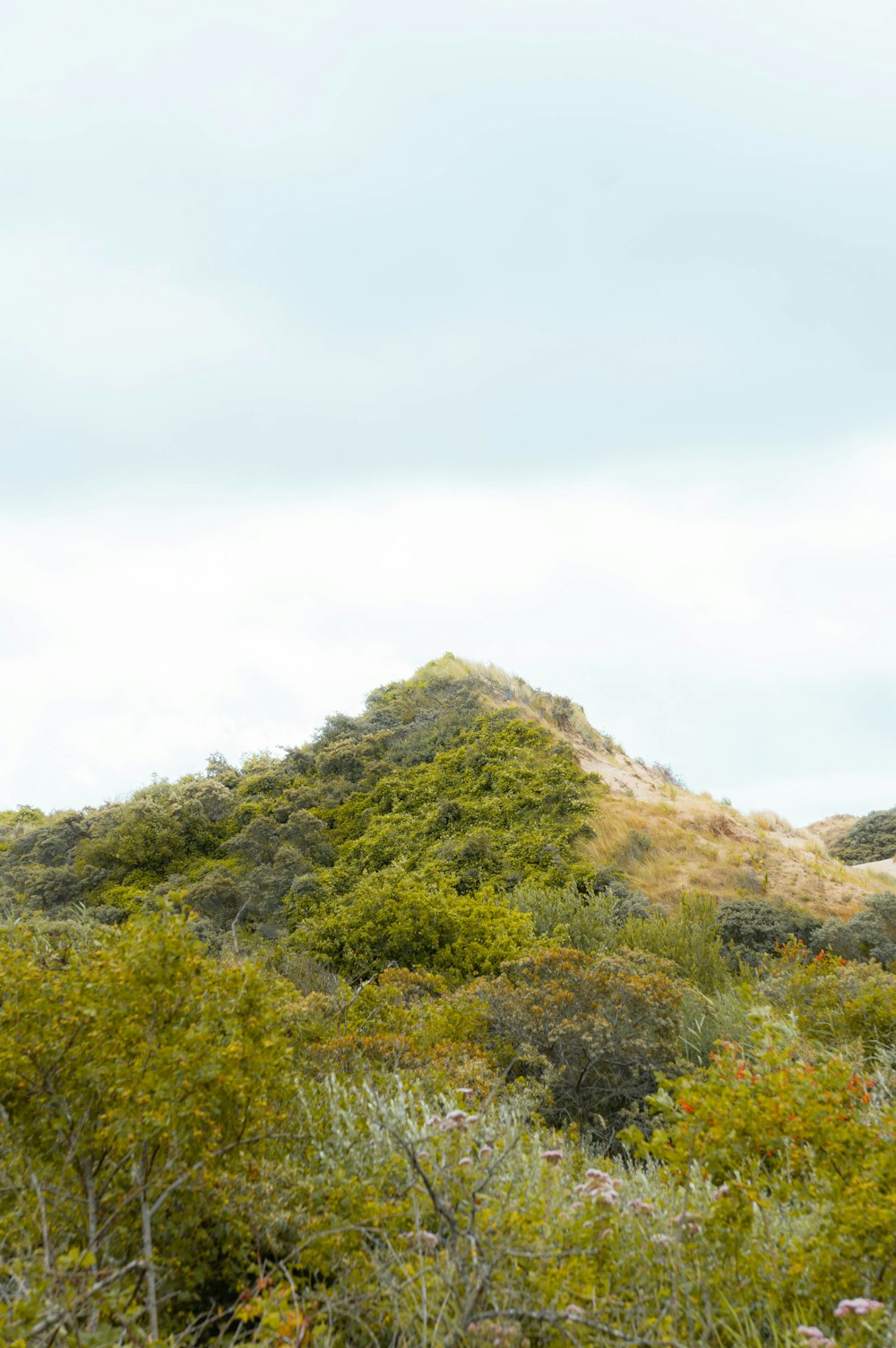 a hill with trees and bushes in the foreground