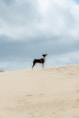 a dog standing on top of a sandy hill