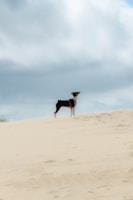 a dog standing on top of a sandy hill