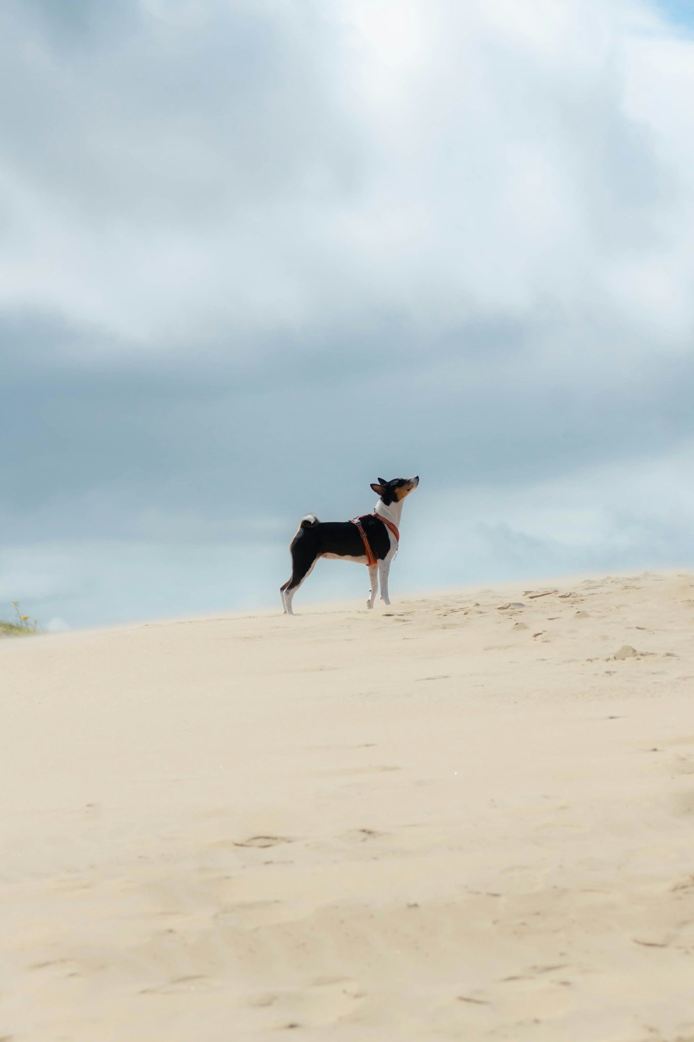 a dog standing on top of a sandy hill