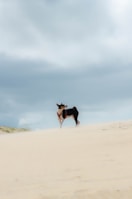 a dog standing on top of a sandy beach