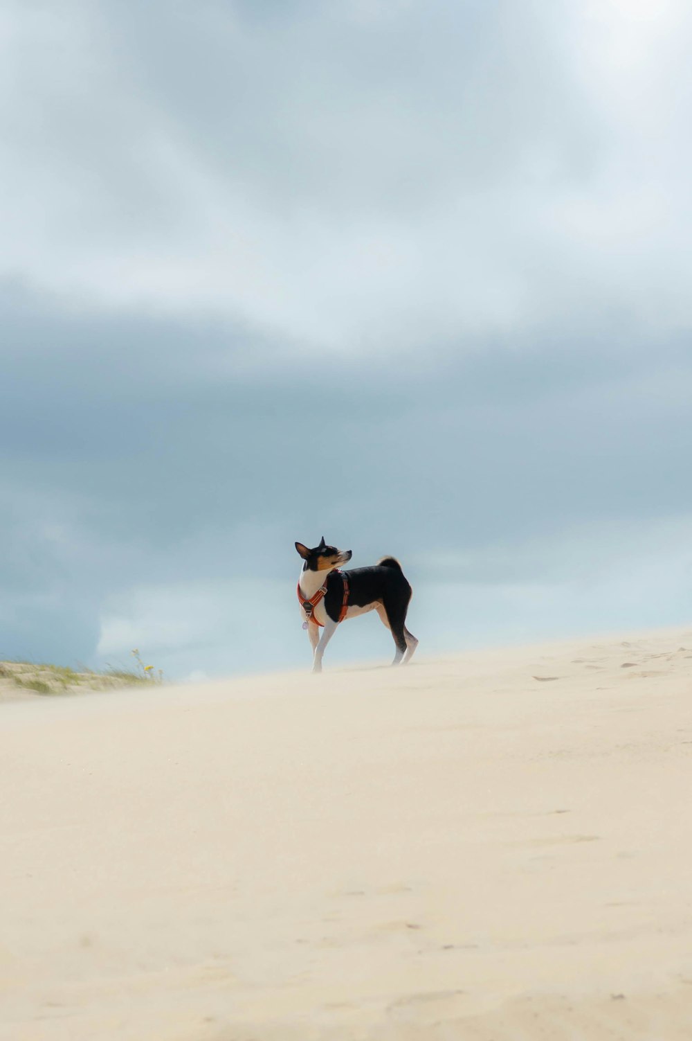 a dog standing on top of a sandy beach