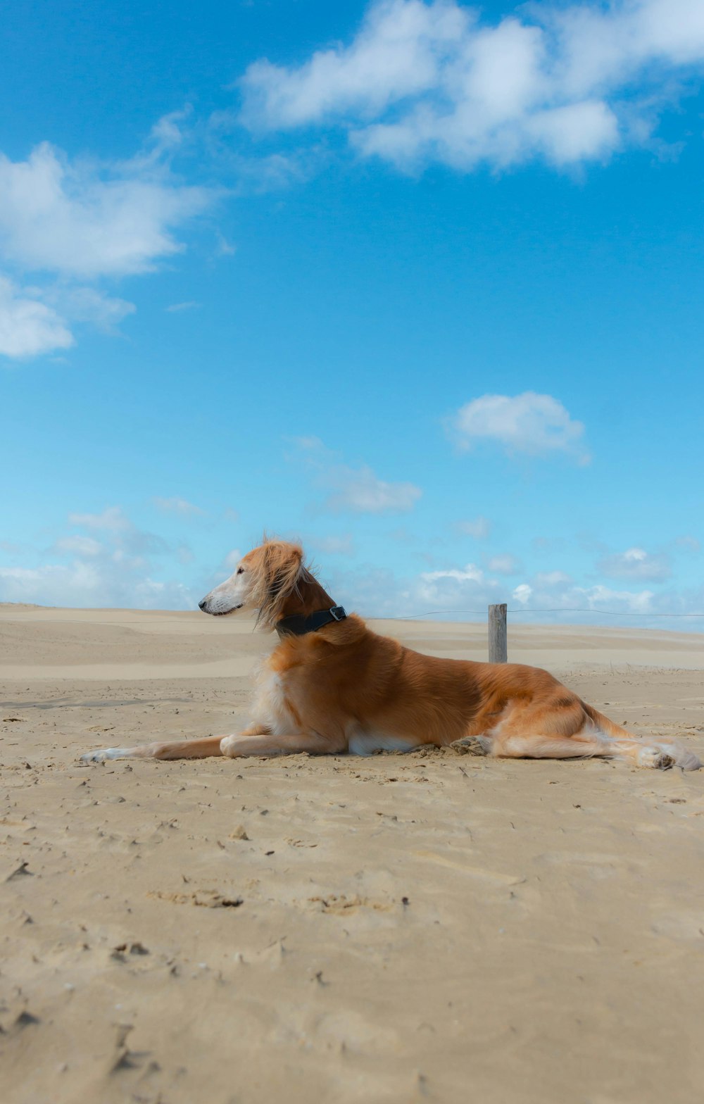 Un perro marrón y blanco acostado en la cima de una playa de arena