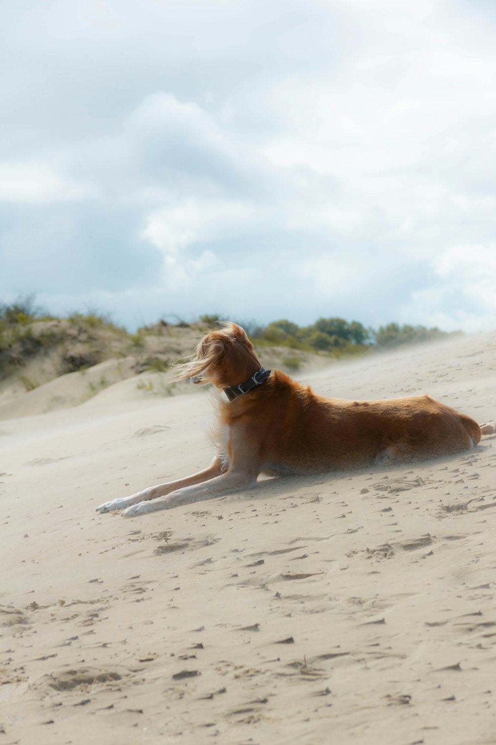 a brown dog laying on top of a sandy beach