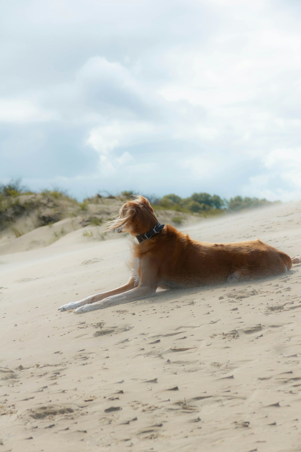 Un perro marrón acostado en la cima de una playa de arena