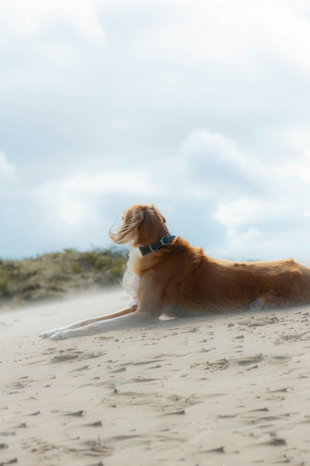 a brown dog laying on top of a sandy beach