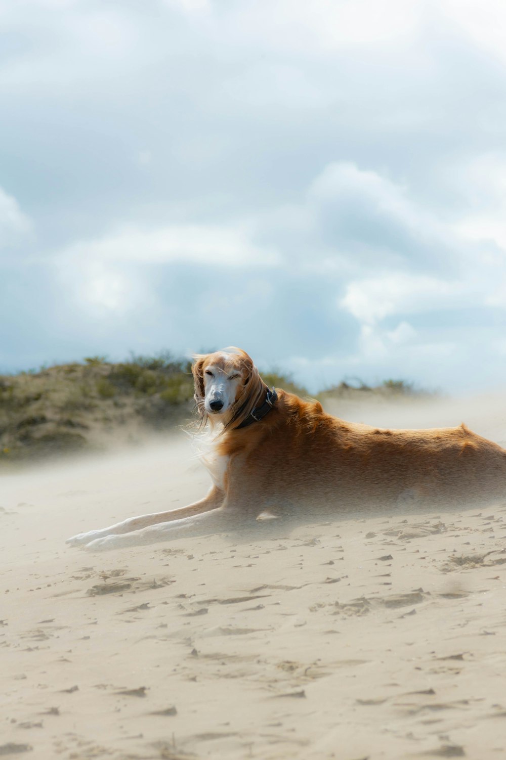 Un perro marrón acostado en la cima de una playa de arena