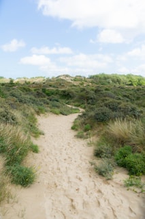 A peaceful sandy pathway bordered by ochre-colored earth and scattered white flowers.
