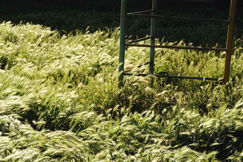 a chair sitting in a field of tall grass