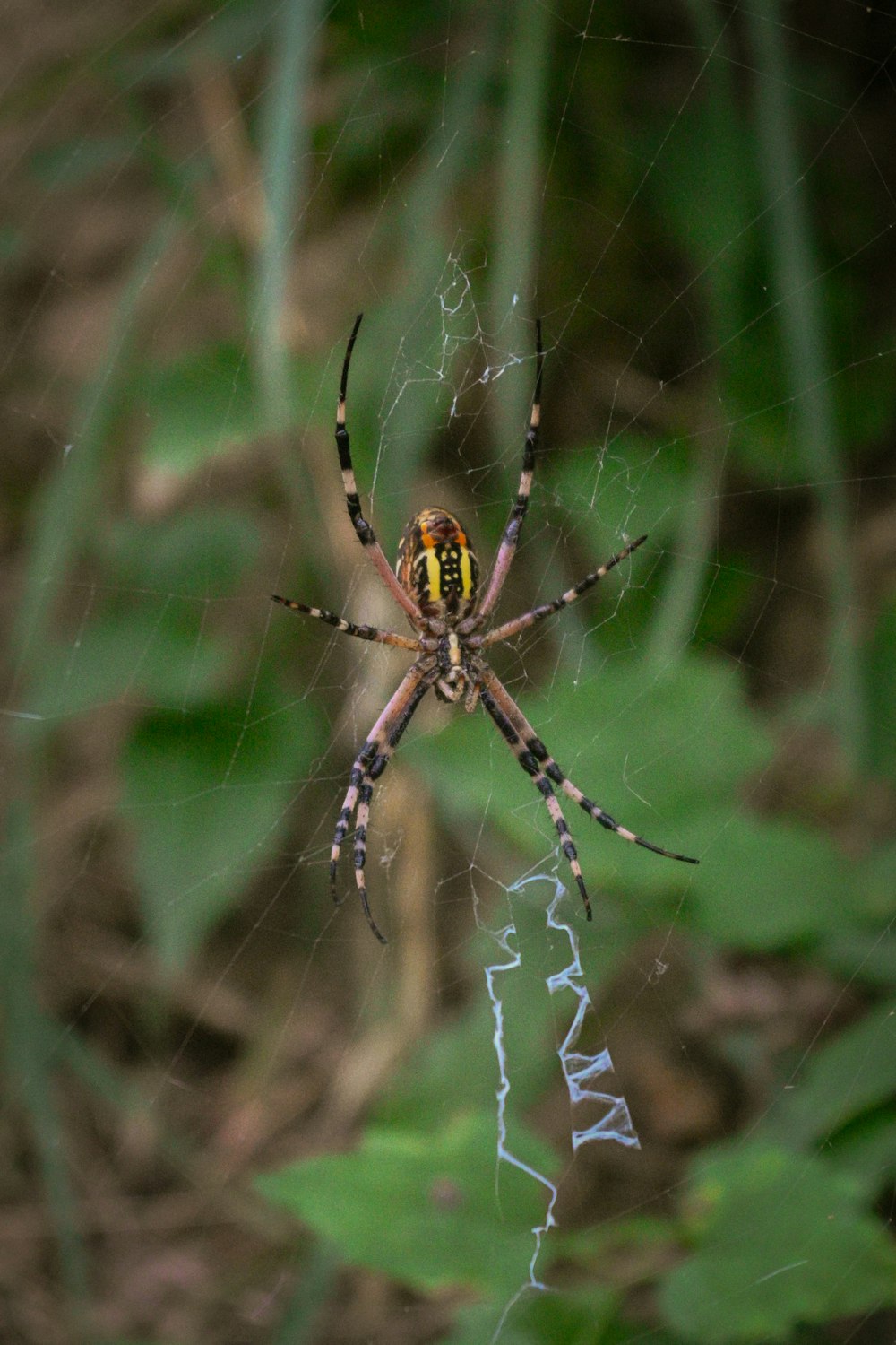 a close up of a spider on a web