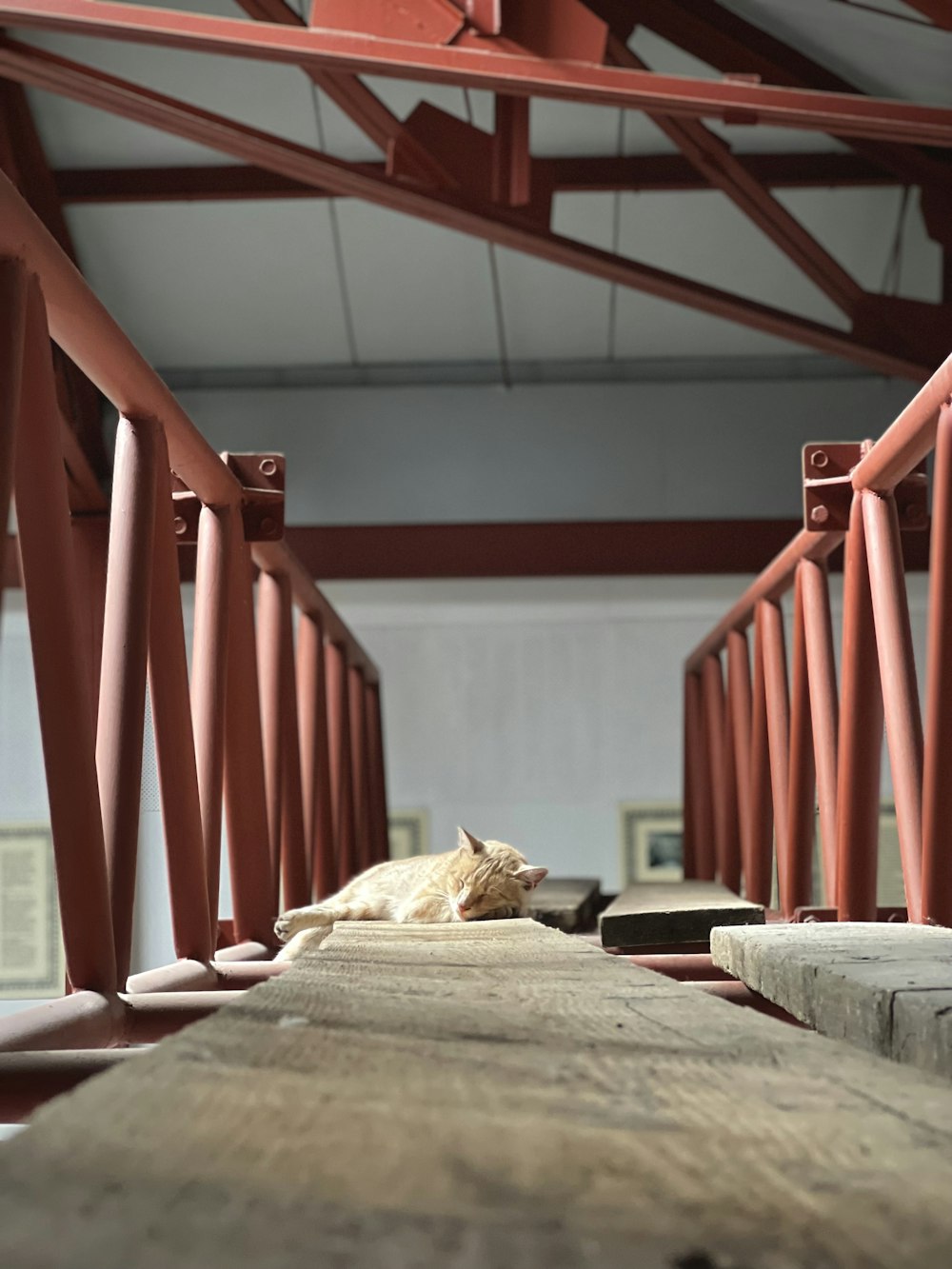 a cat laying on a wooden floor in a building