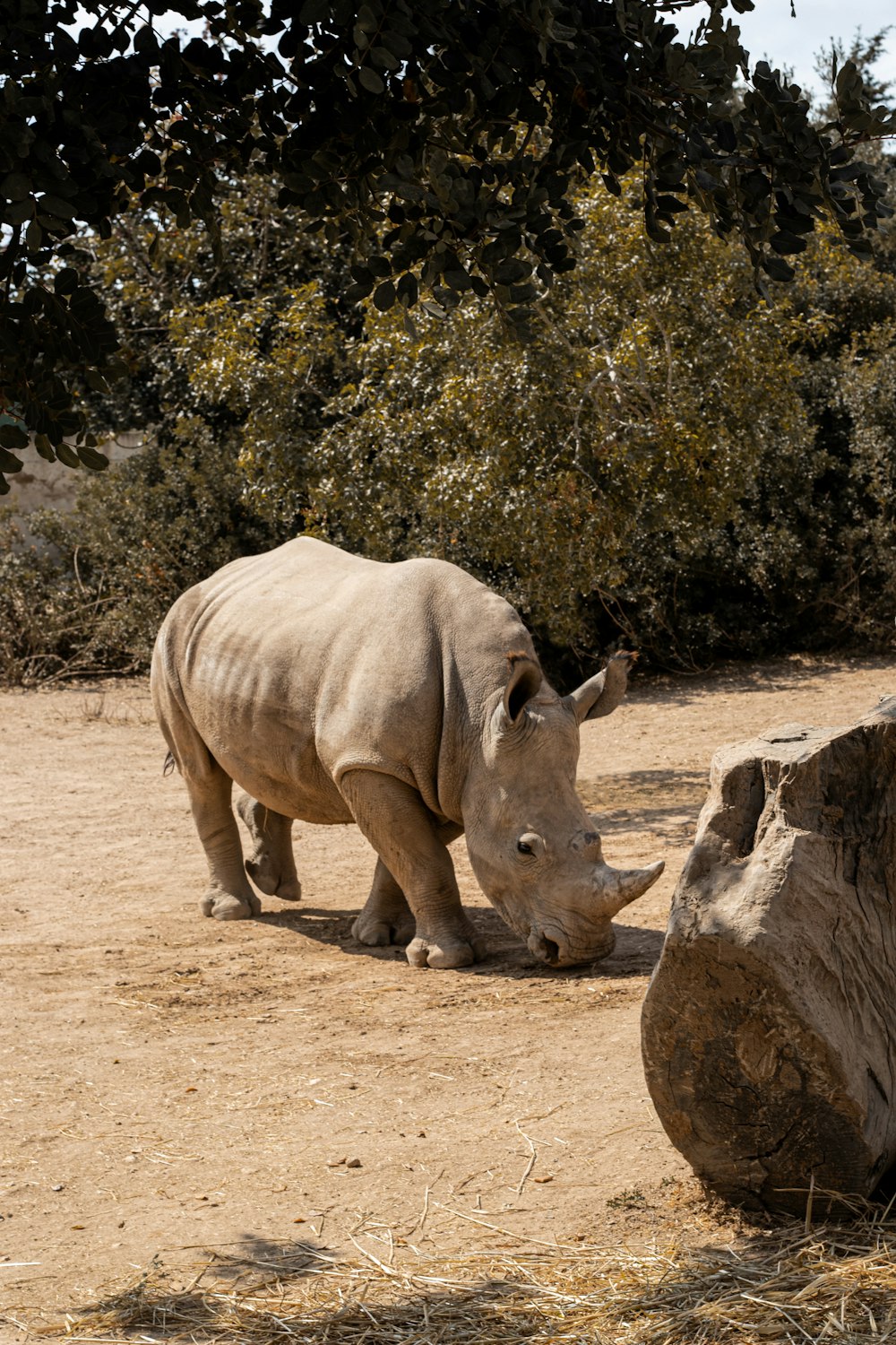 a rhino standing next to a tree stump
