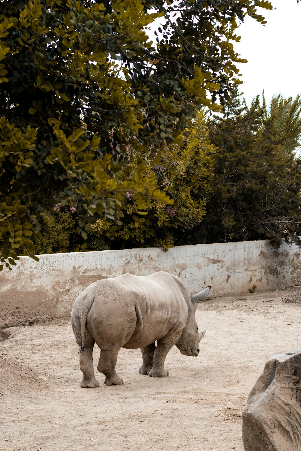 a rhino standing in a dirt field next to a tree