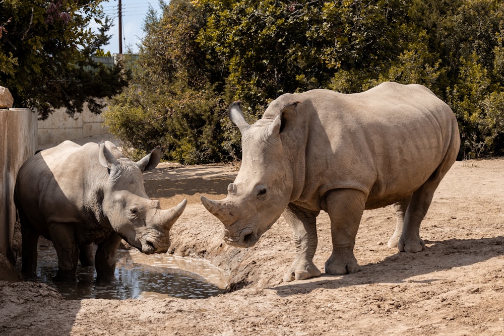 a couple of rhinos that are standing in the dirt