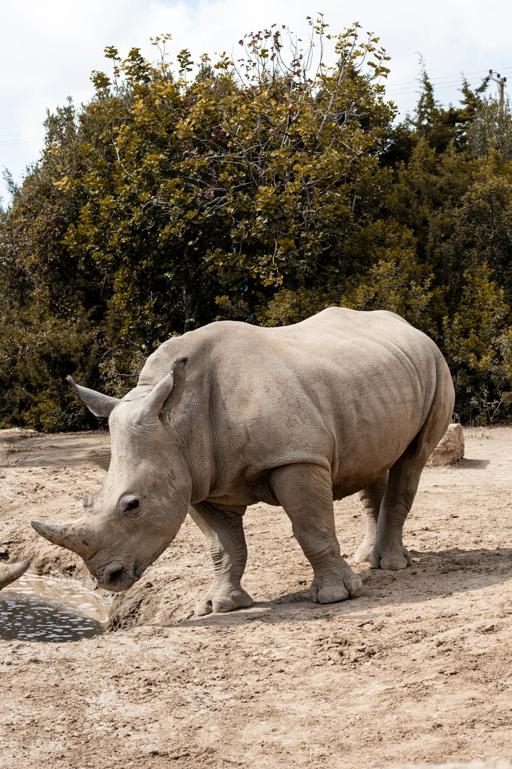 a rhino standing on top of a dirt field