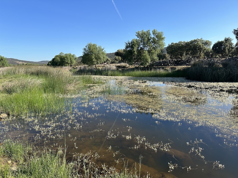 a small stream running through a lush green field