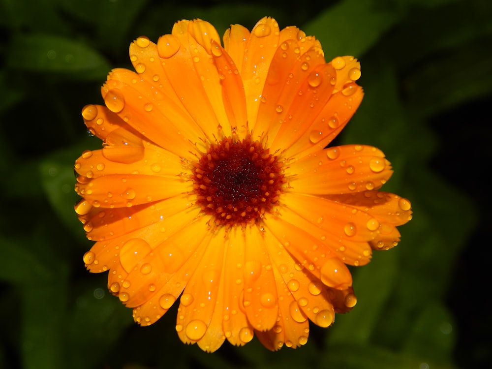 a yellow flower with water droplets on it