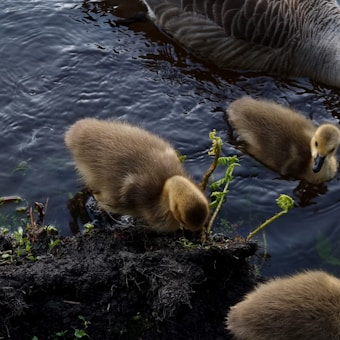 Three fluffy ducklings with brown feathers are near a body of water. Two are on the edge of a grassy patch with small plants, while the other is in the water. The reflection of water and the nearby presence of a parent bird create a serene scene.
