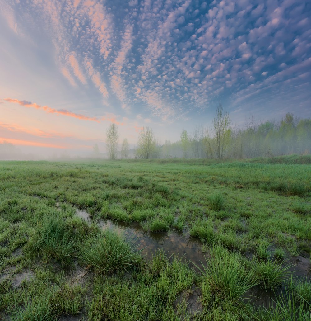 a foggy field with a puddle of water in the grass