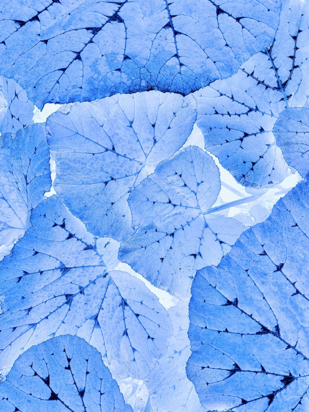 a close up of blue leaves on a white background