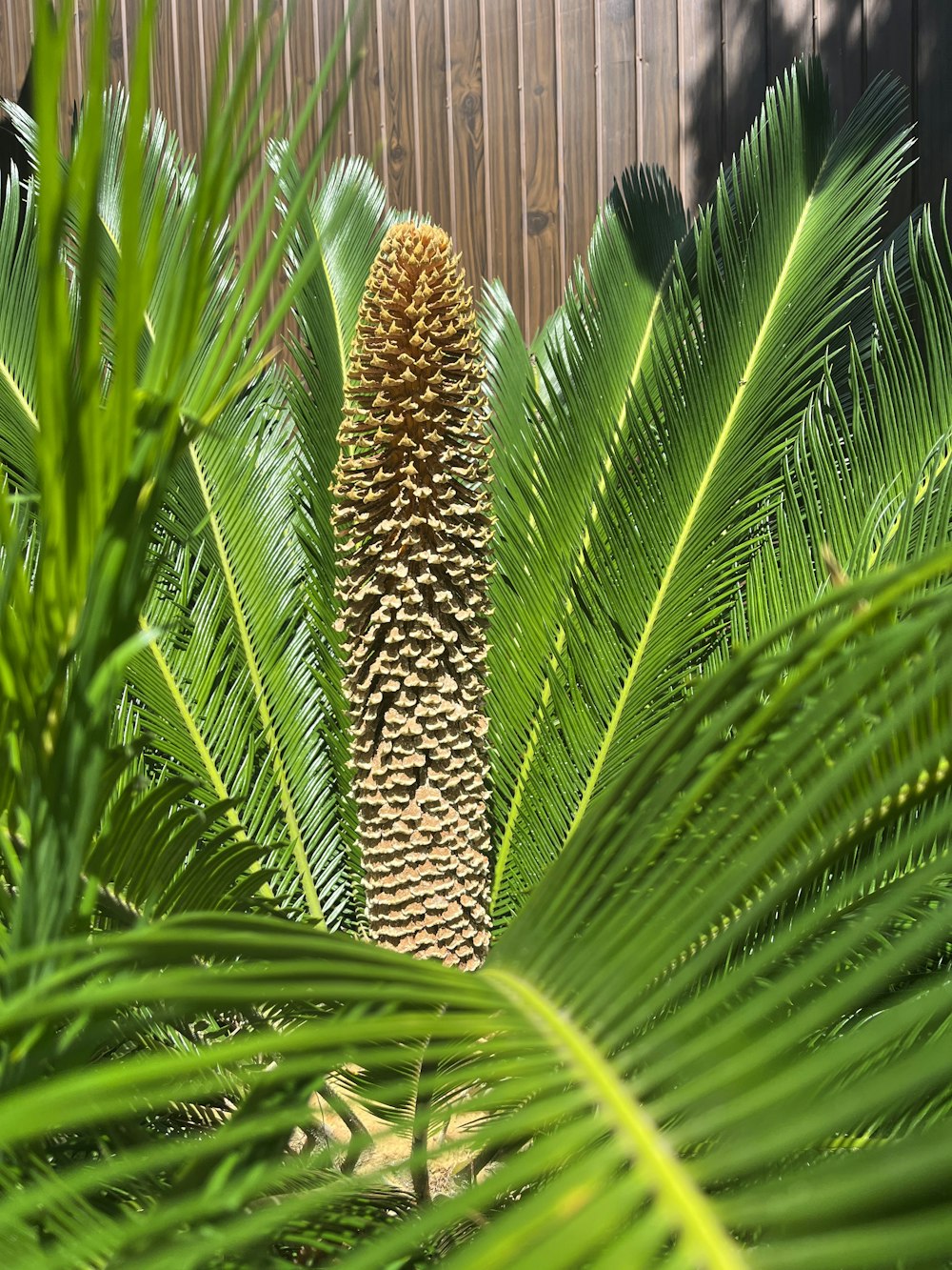 a close up of a palm tree with a fence in the background