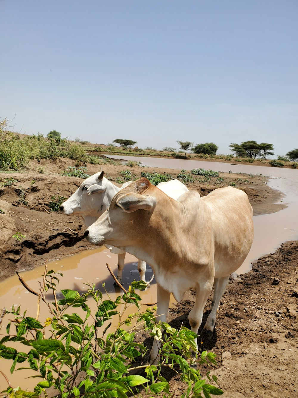 a couple of cows that are standing in the dirt