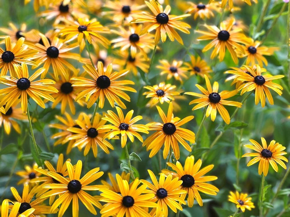 a bunch of yellow flowers that are in the grass