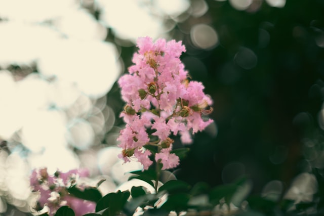 蜂王浆有什么用