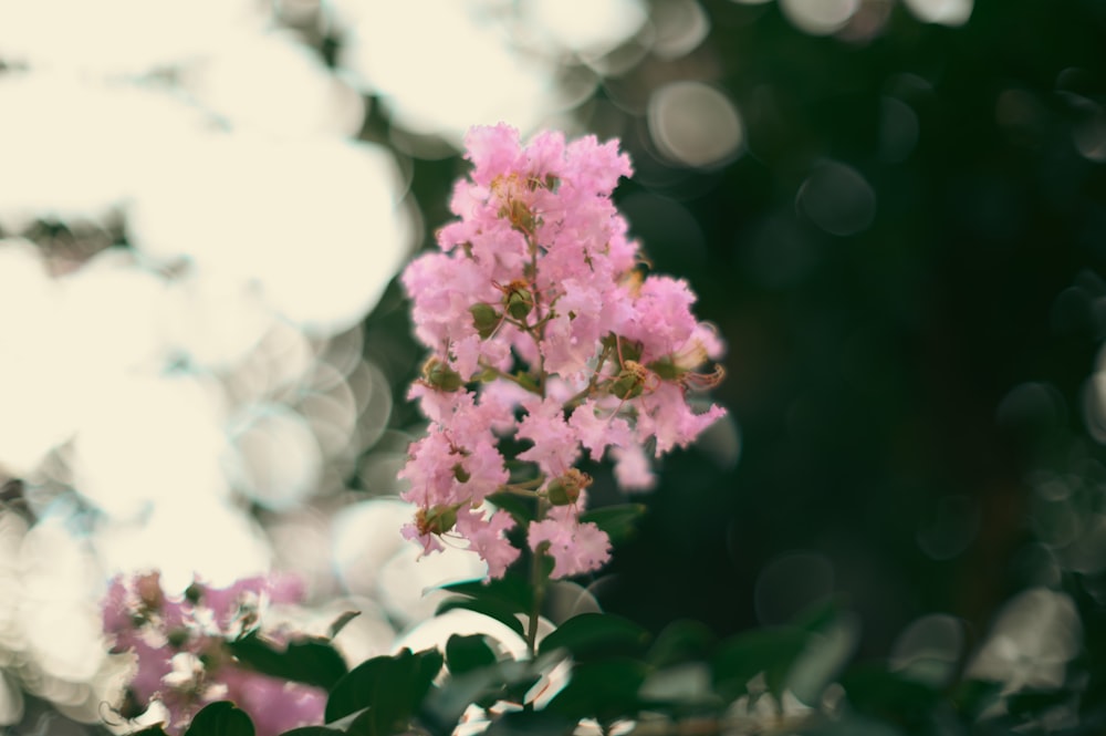 a close up of a pink flower on a tree