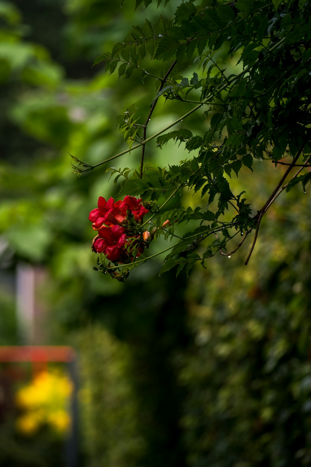 Una flor roja cuelga de un árbol