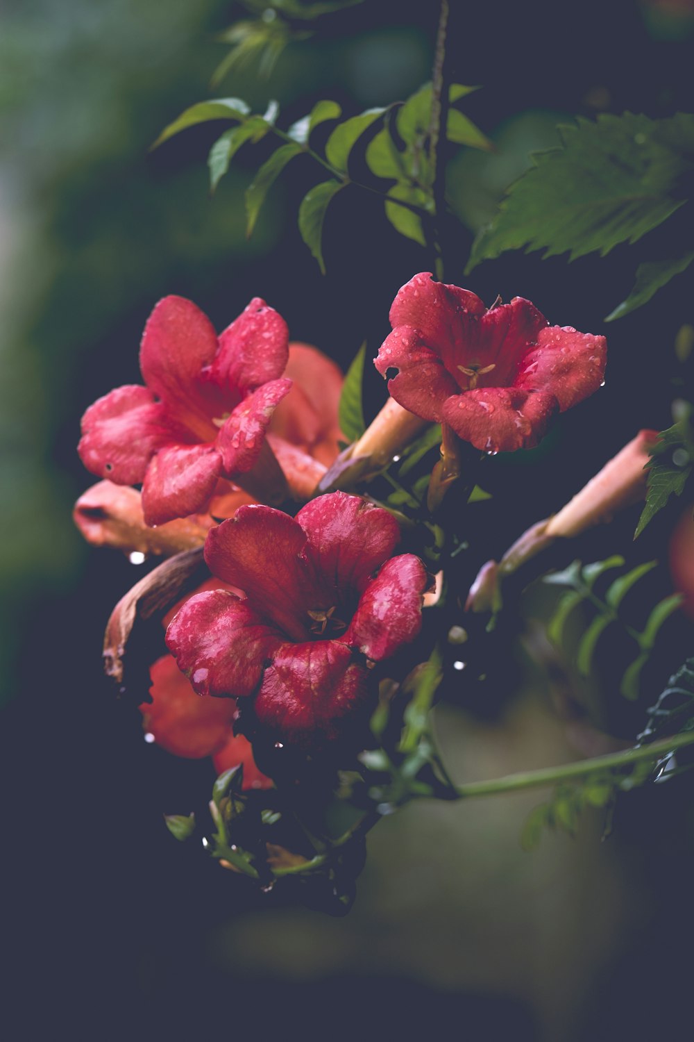 a bunch of red flowers with water droplets on them