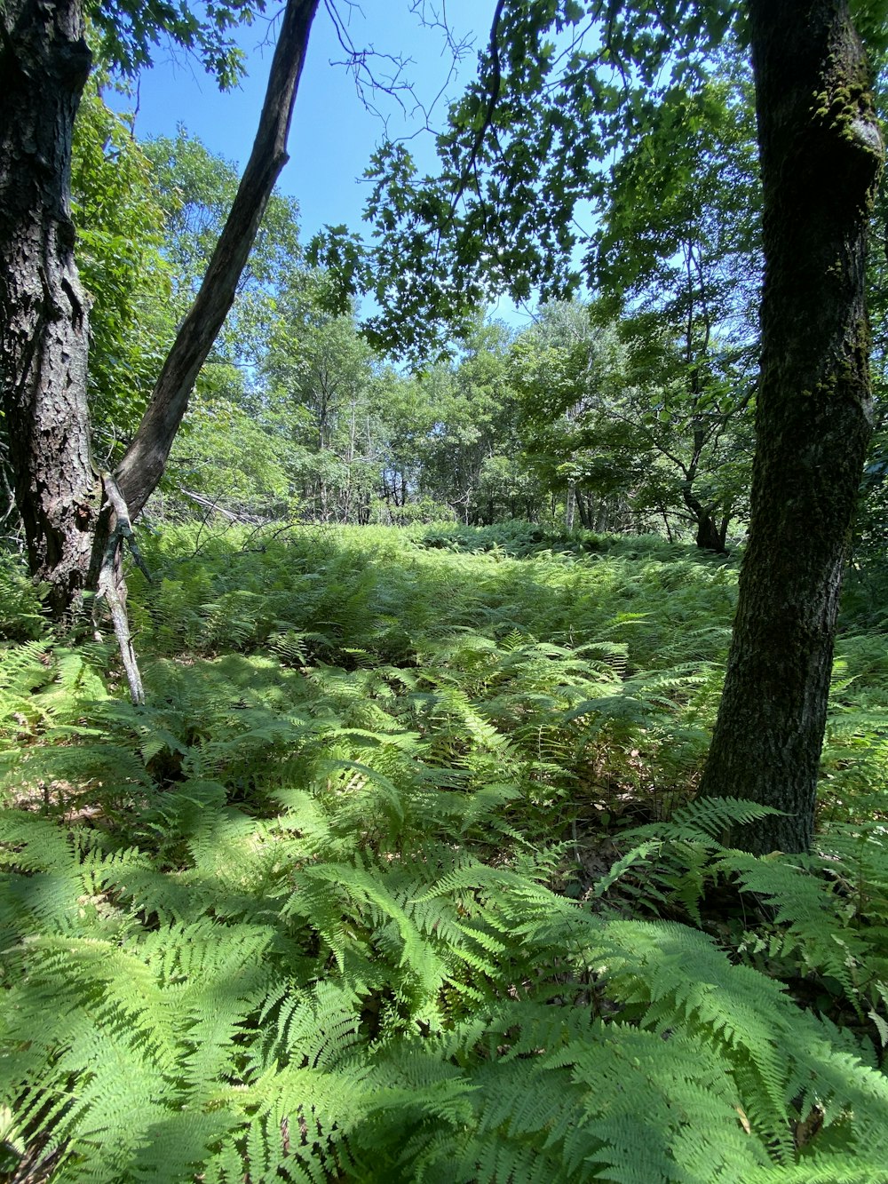 a lush green forest filled with lots of trees