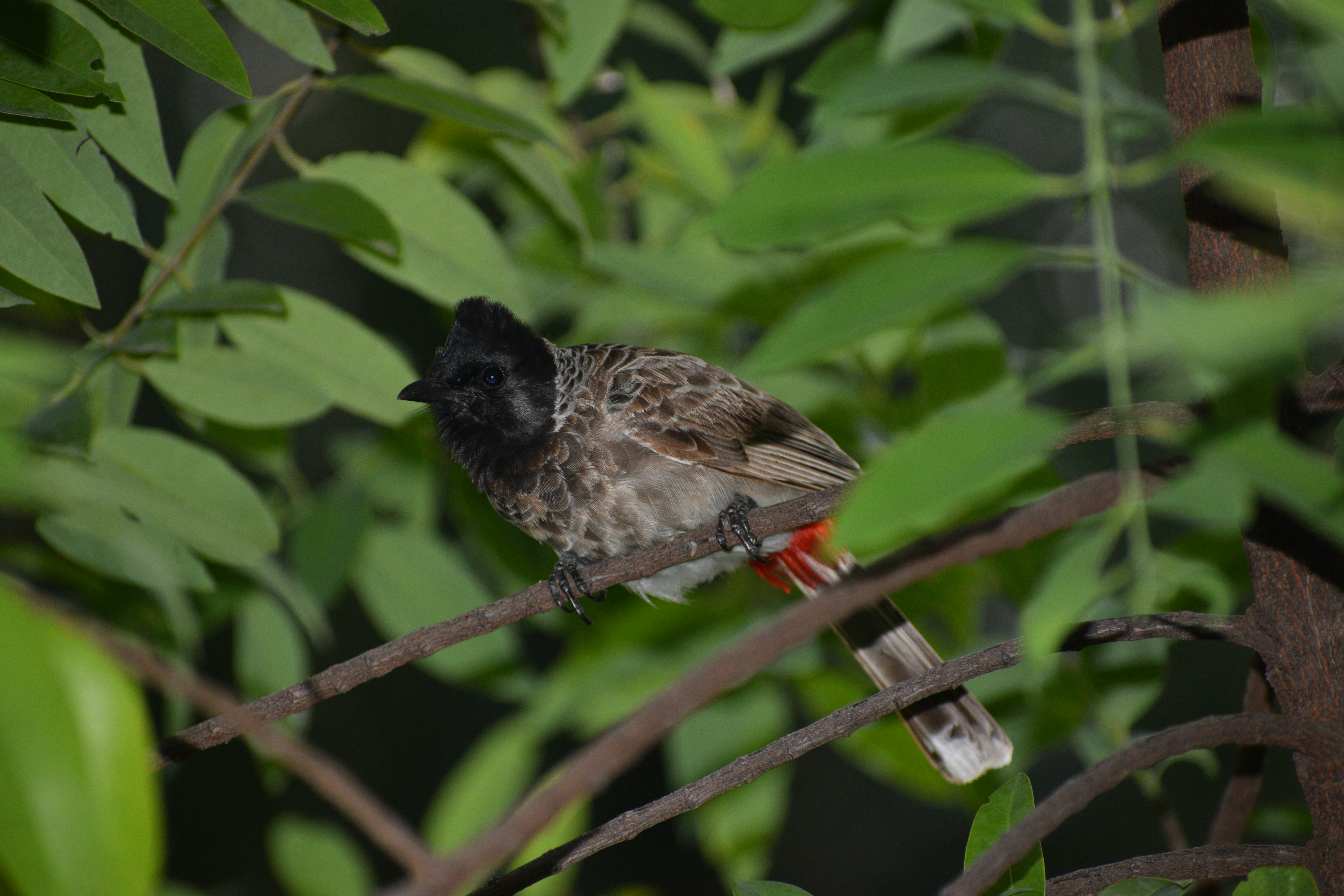 a small bird perched on a tree branch