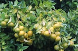 A cluster of ripe, yellow-green citrus fruits hanging from branches covered with glossy leaves. The foliage is dense, with a mix of light and dark green shades, and droplets of water are visible on the surface, suggesting recent rain or dew.