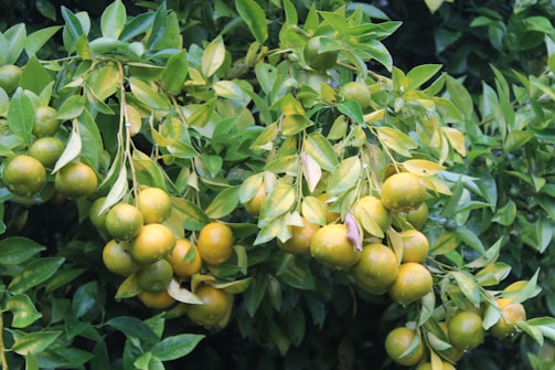 A cluster of ripe, yellow-green citrus fruits hanging from branches covered with glossy leaves. The foliage is dense, with a mix of light and dark green shades, and droplets of water are visible on the surface, suggesting recent rain or dew.