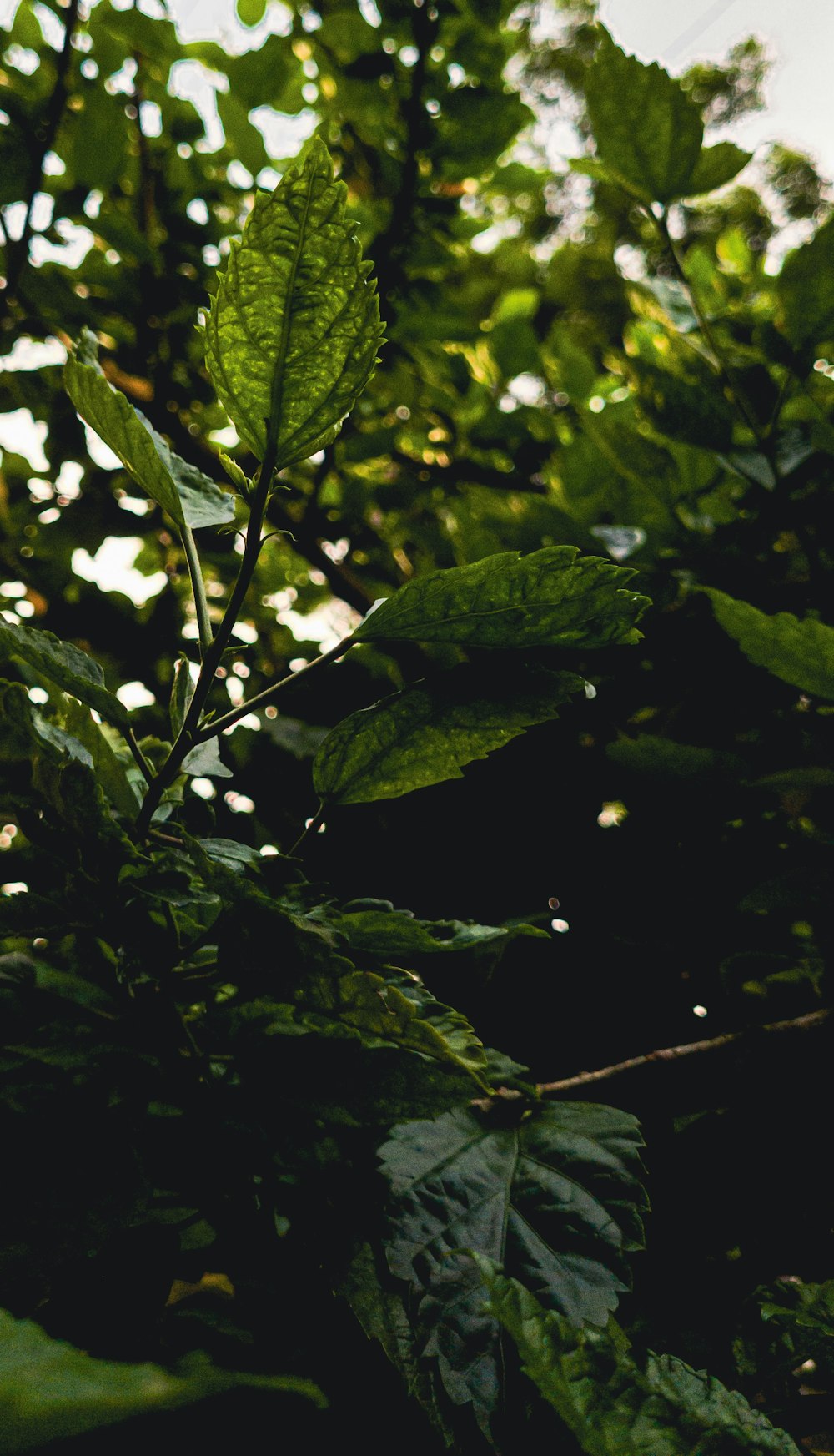 a close up of a leaf on a tree