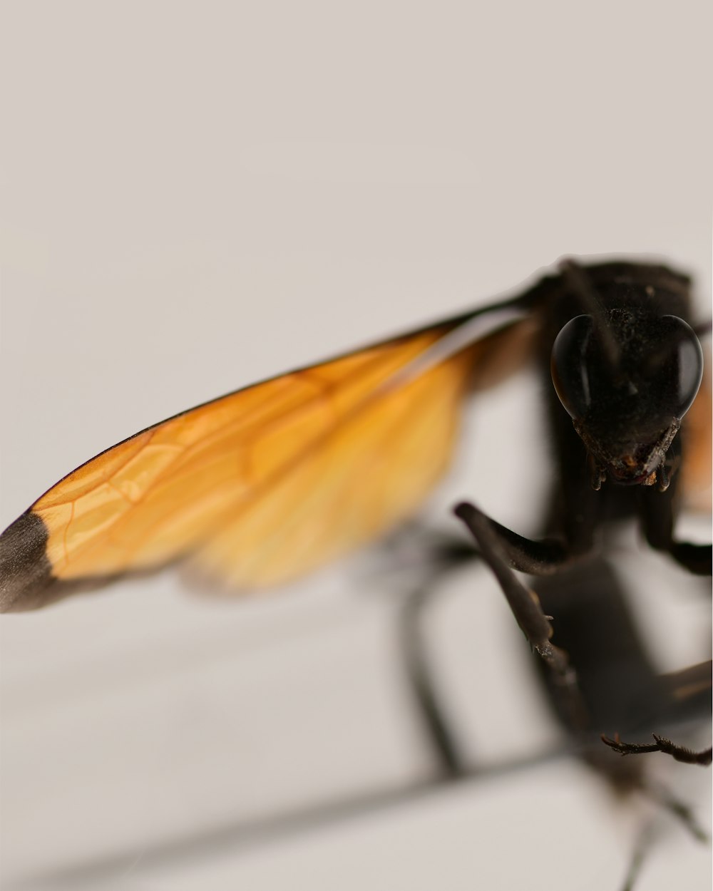 a close up of a black and yellow insect