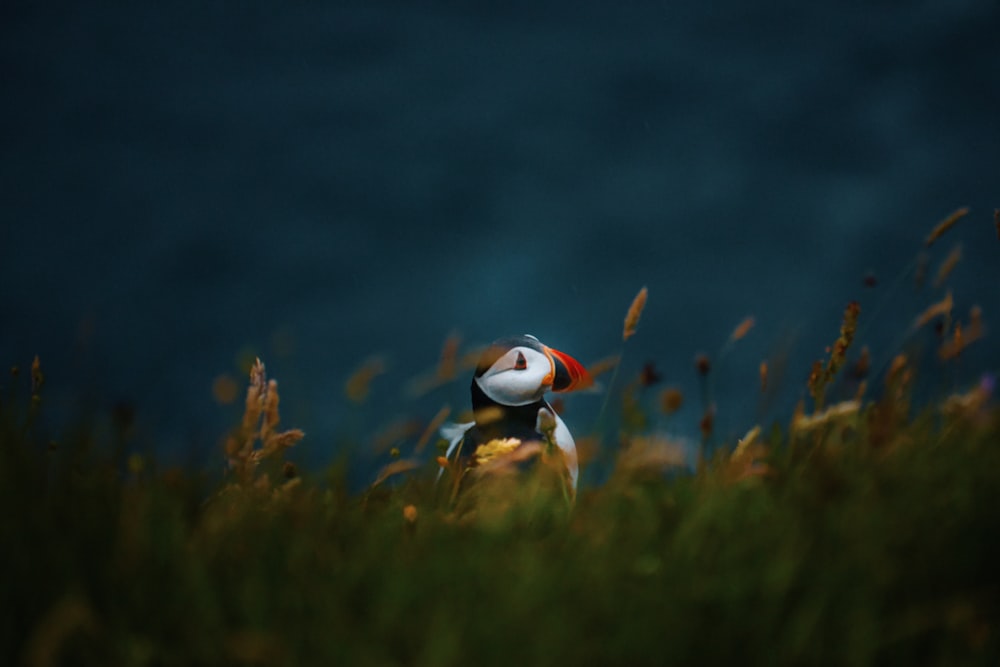 ein Vogel, der im Gras sitzt