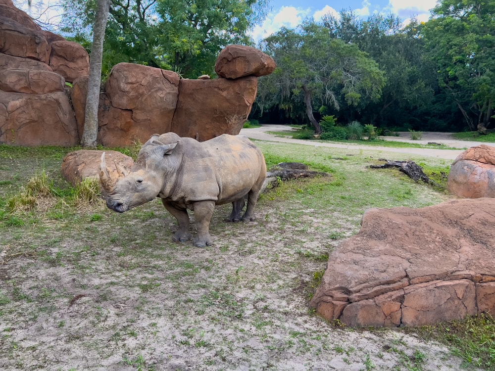a rhinoceros is standing in the grass near some rocks
