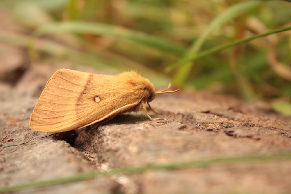 a close up of a moth on a rock